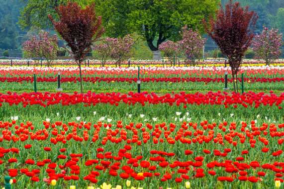 Best hotels in srinagar